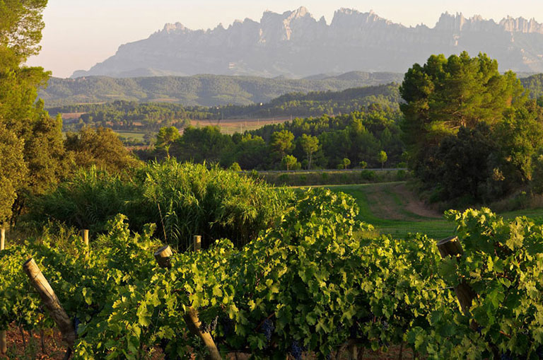 Regional Information Wine
